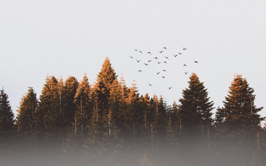 Our Thread news article lorm ipsum