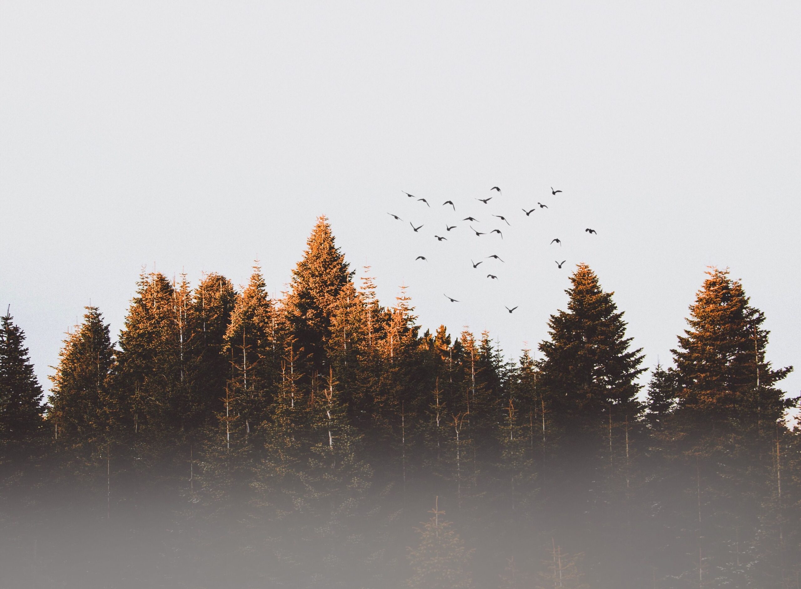 Our Thread news article lorm ipsum
